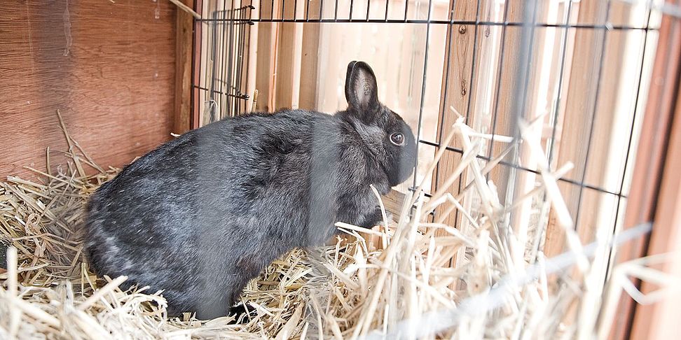 Tiere sorgen für heitere Stimmung im betreuten Wohnen Bruchkoebel