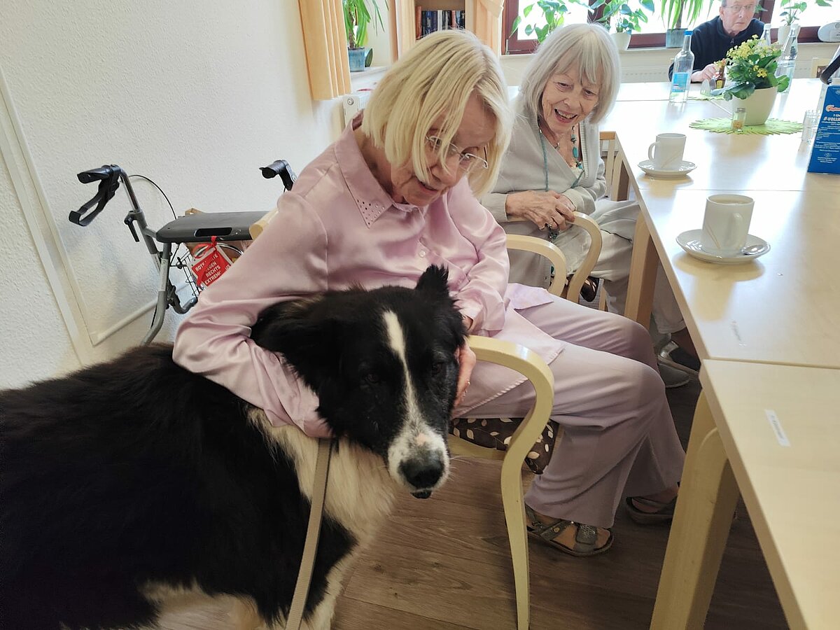 Fotis unser Bürohund