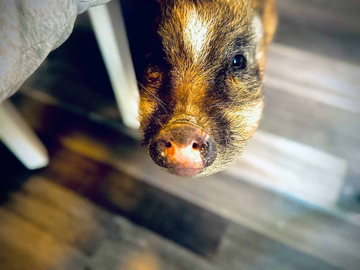 Schweinchen Babe zu Besuch