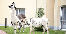 Tiertherapie im Pflegeheim Bad Lauterberg