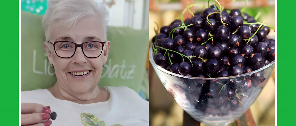Johannisbeeren pflücken gegangen
