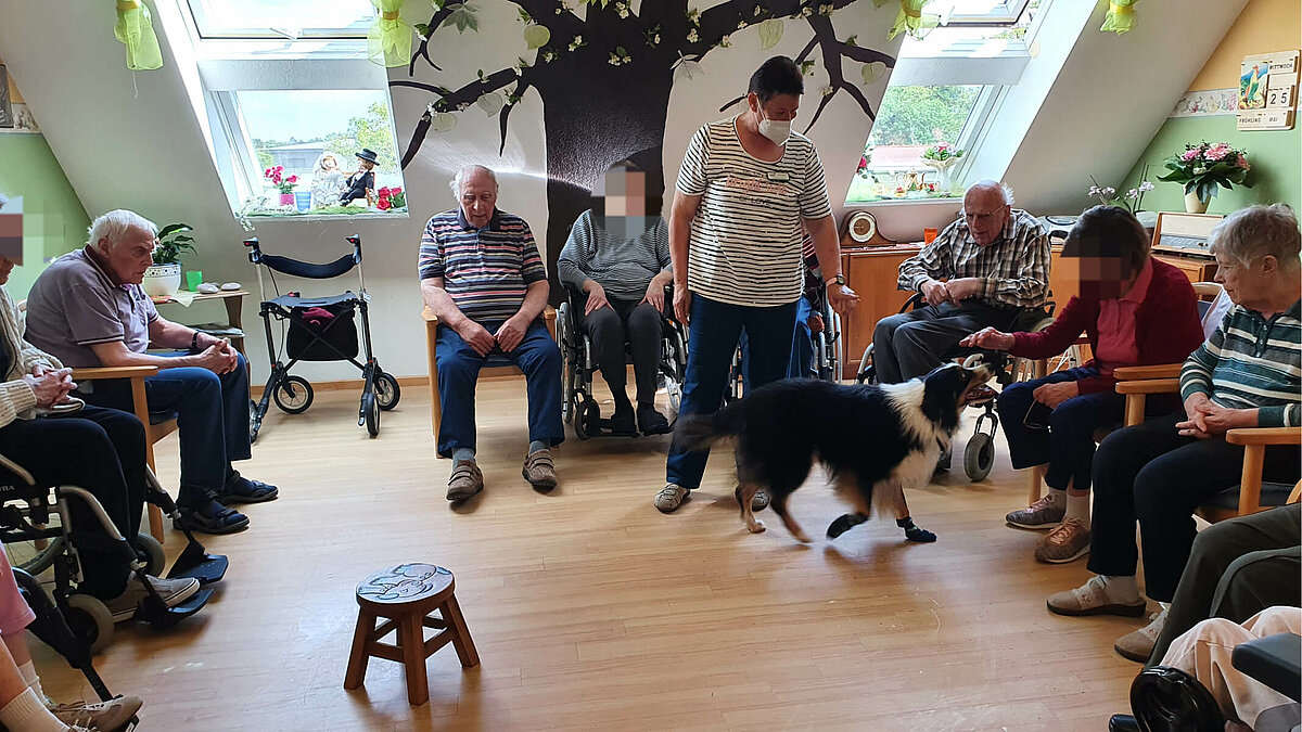 therapiehund