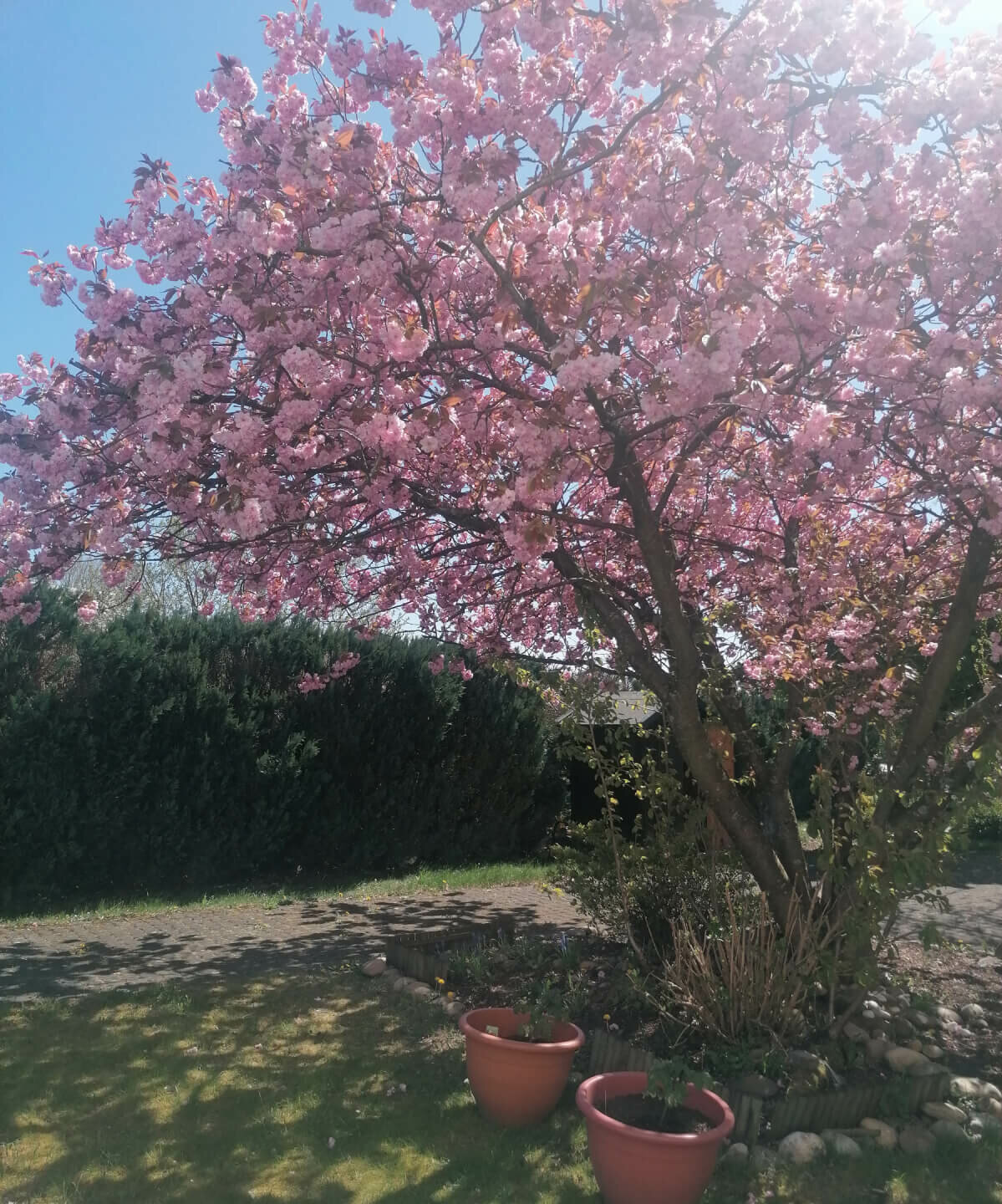 Blühender Baum im Garten der Senioren-Residenz "Am Kurpark" in Bad Marienberg