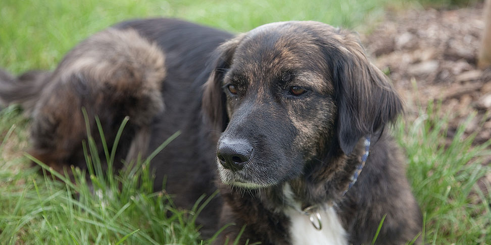 Tiere sind im Pflegeheim Hoesbach willkommen.
