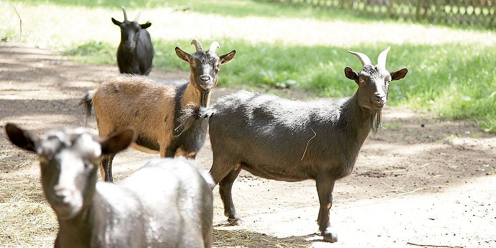 Tiere sorgen für heitere Stimmung im betreuten Wohnen Rastow - Haus Pulverhof