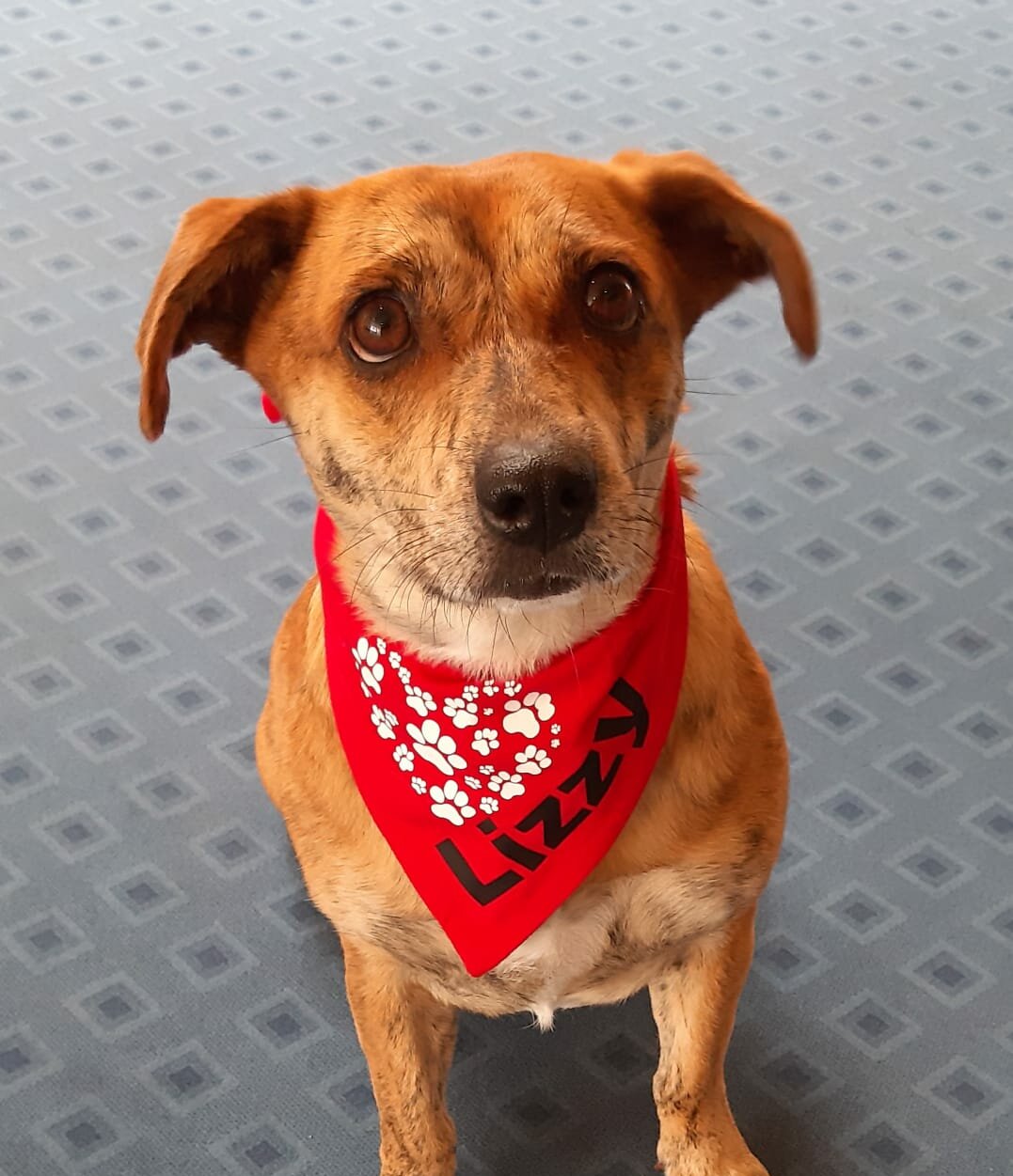 Therapiehund Lizzy im Alloheim Pflegeheim Brunswik in Braunschweig