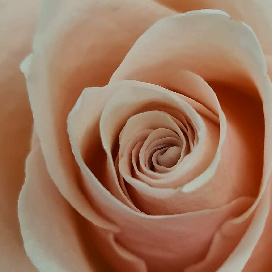 Nahaufnahme einer rosa Rose