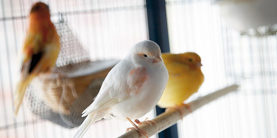 Tiere sorgen für heitere Stimmung im betreuten Wohnen Lingen
