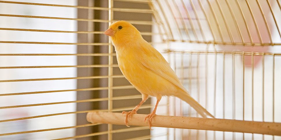 Im Pflegeheim Buchholz sind Haustiere willkommen