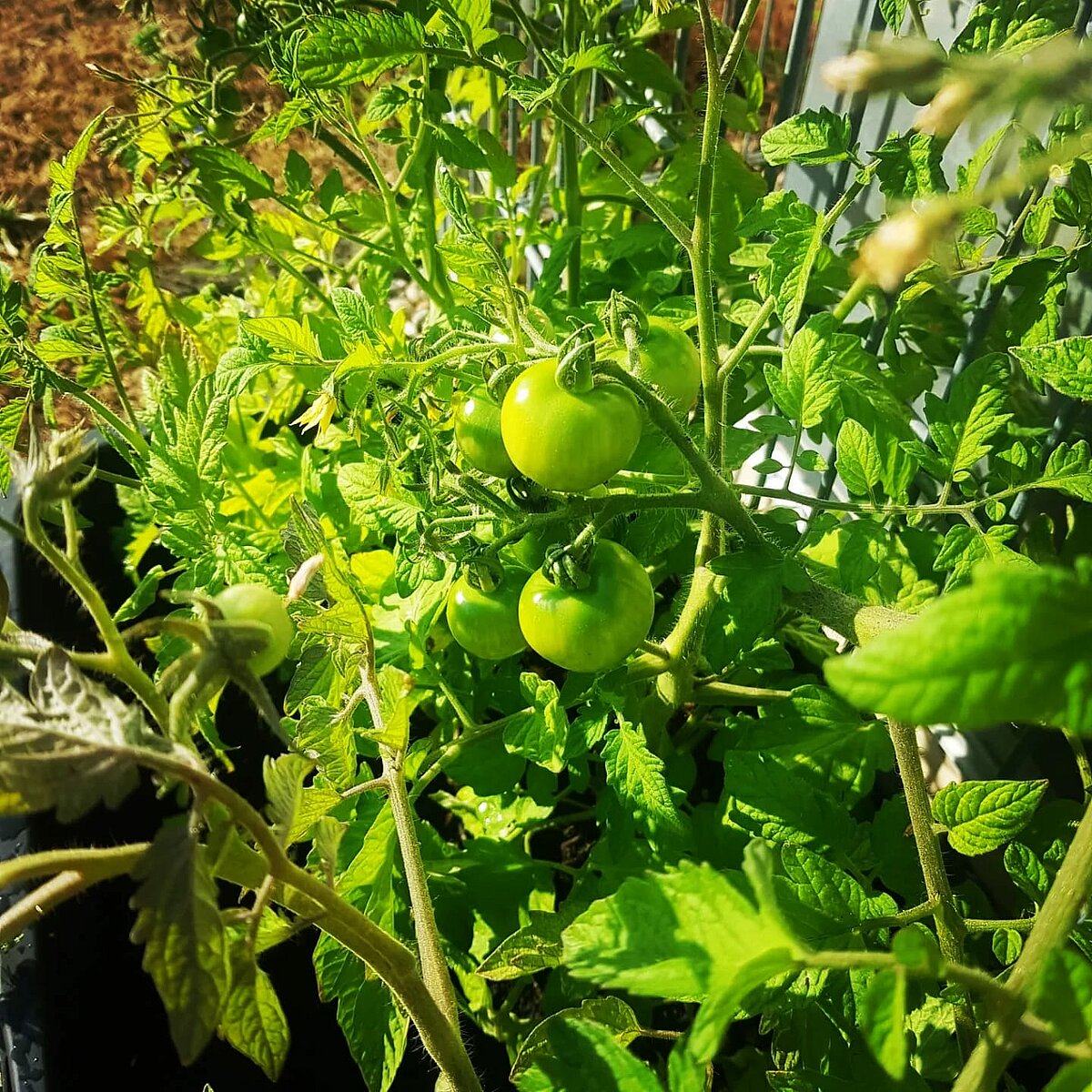 Tomaten