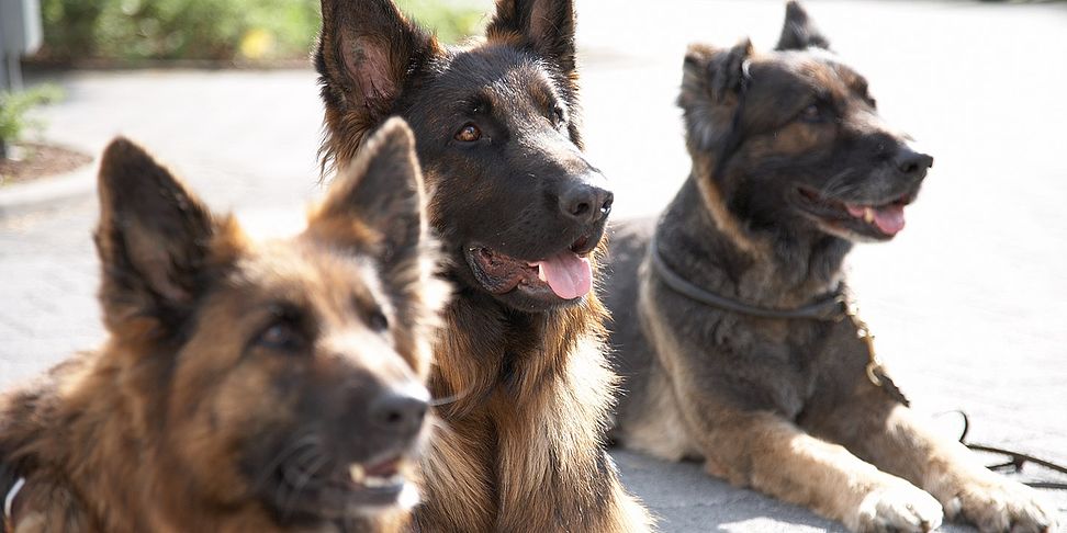 Ins Pflegeheim Siegen koennen Sie Ihr Haustier mitbringen