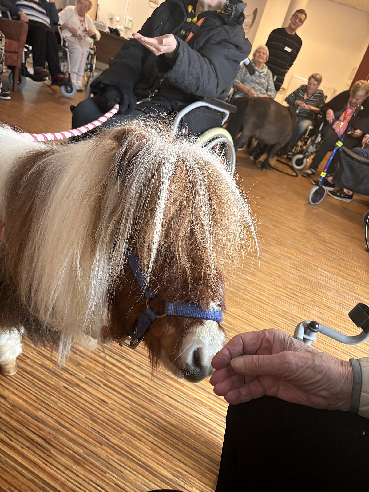 Besuch der Therapieponys