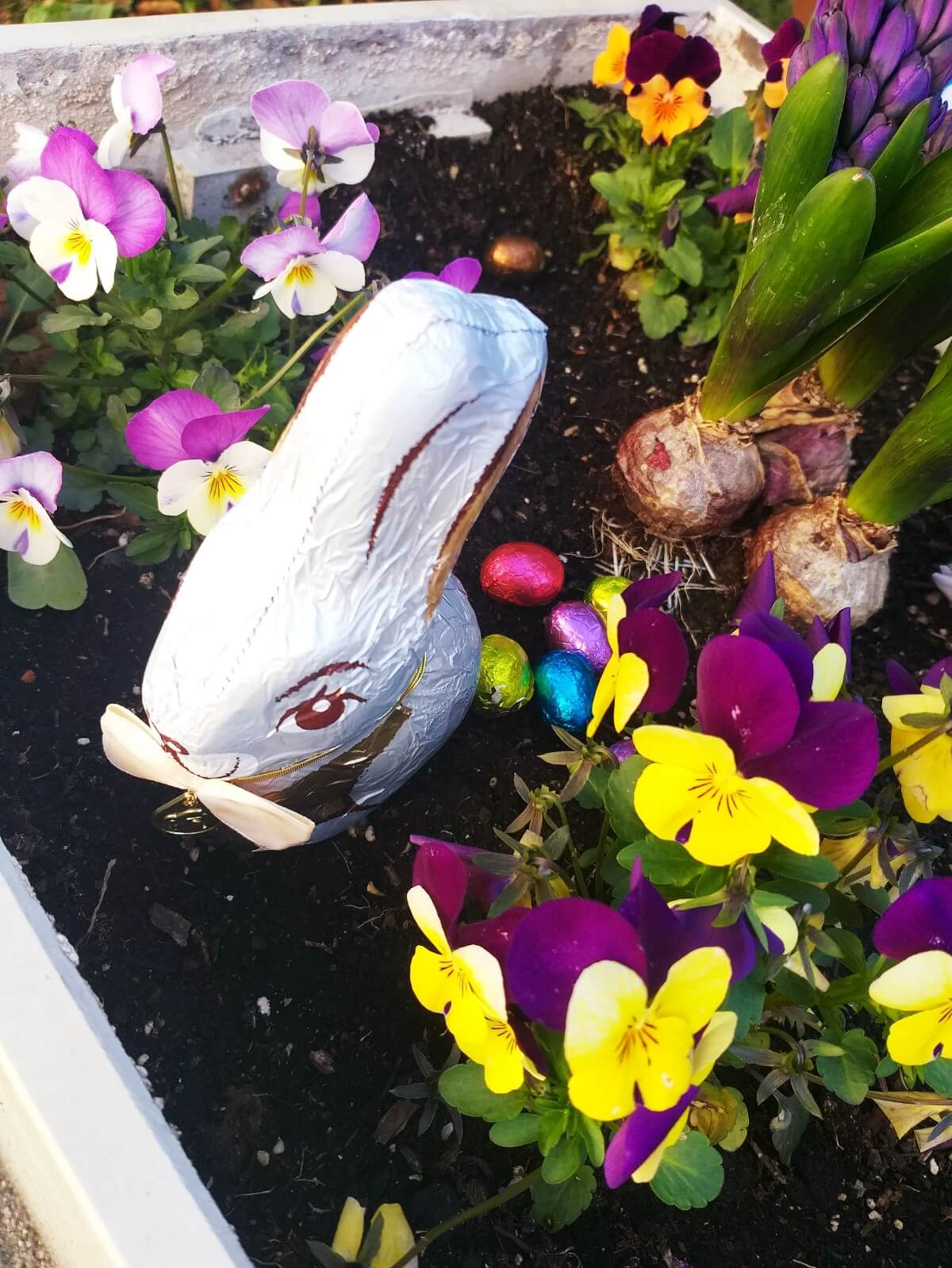 Schokohase und Eier in Blumenbeet versteckt
